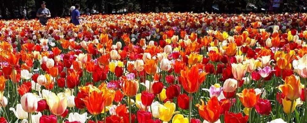 У дапамогу садаводам.