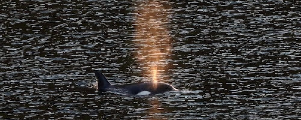ВРЯТУВАЛАСЬ САМА.