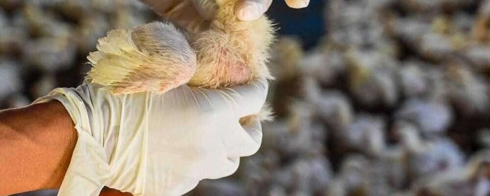 КВЕБЕК НЕПОКОЯТЬ ВИПАДКИ ПТАШИНОГО ГРИПУ В США.