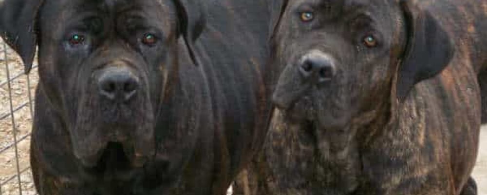 Ужасные подробности.