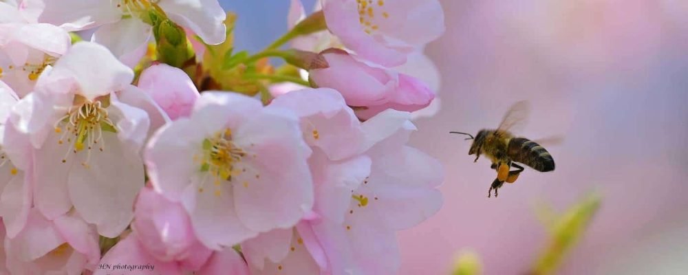 Вишня расцвела.