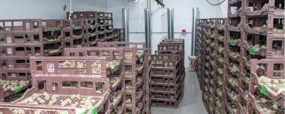 Успешная операция полиции.