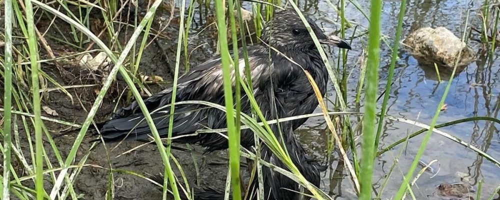 ПОЛИЦИЯ ВЕДЕТ РАССЛЕДОВАНИЕ.