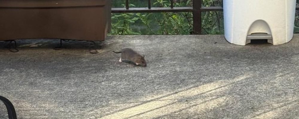 МОНРЕАЛЬ И КРЫСЫ.