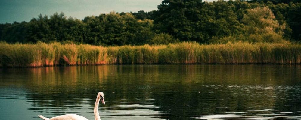 Жизненное предназначение и Урок Души