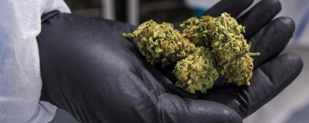 У кого марихуана дешевле