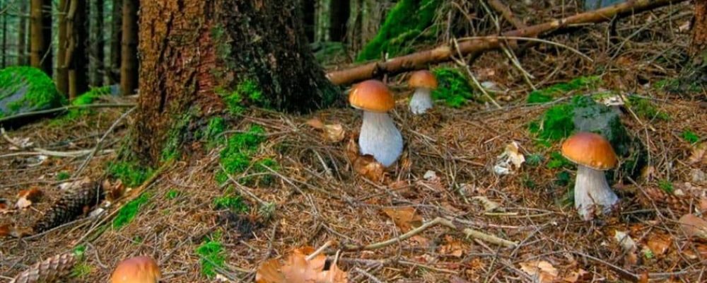 Обережно — гриби!