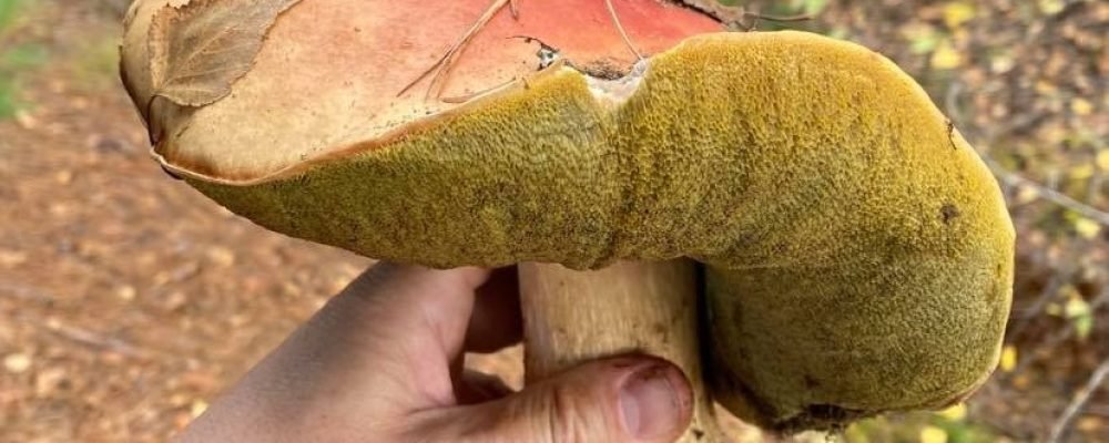 Заготавливаем лесные грибы