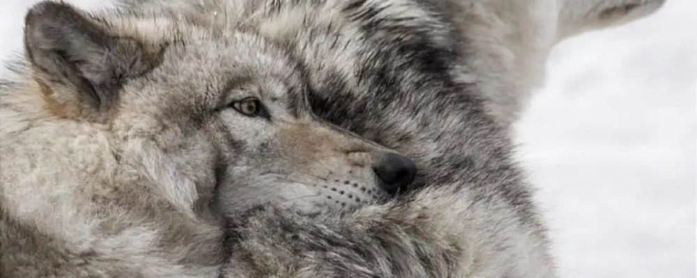 Предпочёл любимую.