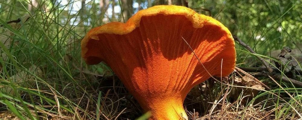 Гриб-лобстер в Канаде.