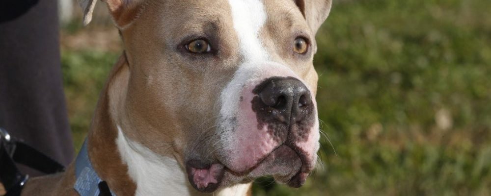 Решать будет ветеринар