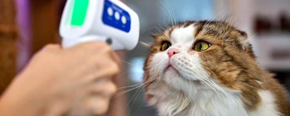 Коронавирус и коты