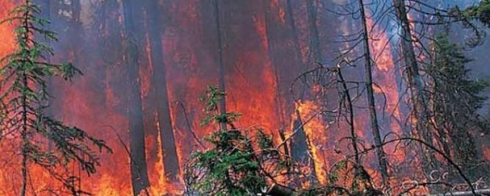 Спека і лісові пожежі.