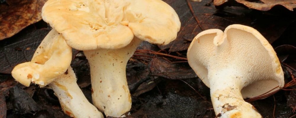 Ежовик жёлтый (Hydnum repandum) описание.