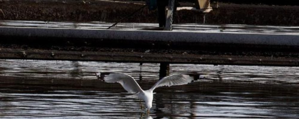 Будем озонировать