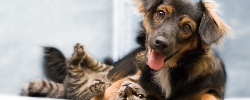 Вышел новый закон о домашних животных в Квебеке.