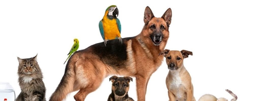 СКРЫТЫЕ ДЕФЕКТЫ ПРИ ПРОДАЖЕ ЖИВОТНЫХ