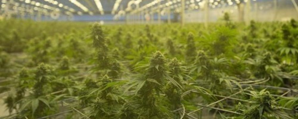 Убыточная конопля?