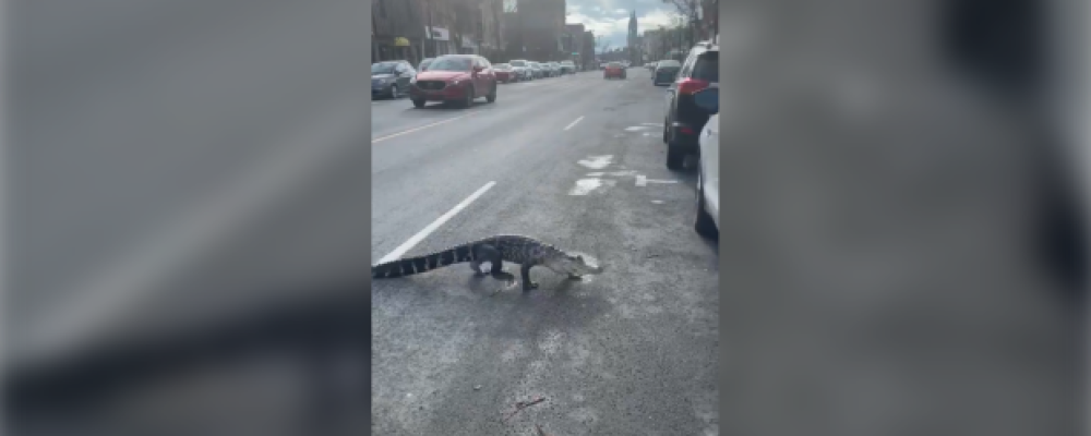 По улицам ходила…