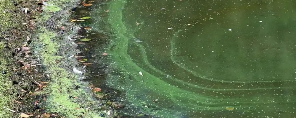 Цианобактерии