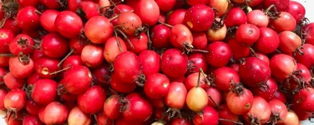 Боярышник созрел в Монреале.