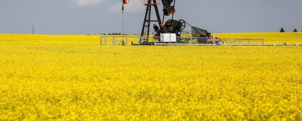 МИТО НА КАНАДСЬКИЙ РІПАК.