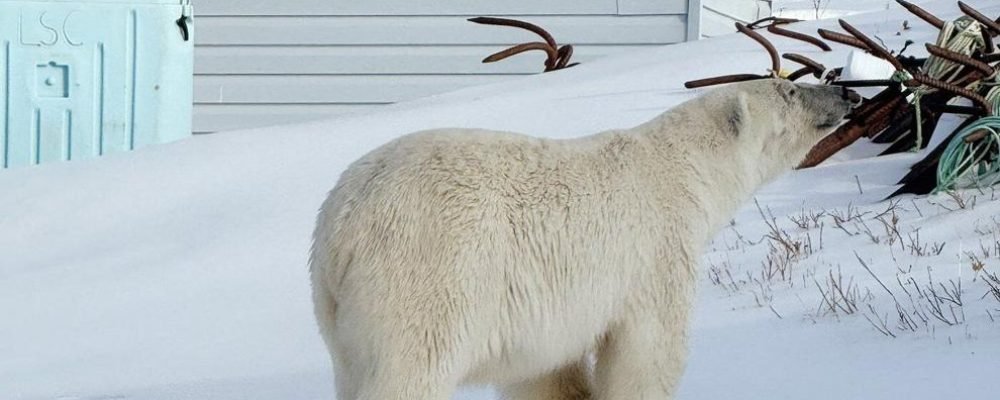 ЭТО КАНАДА.