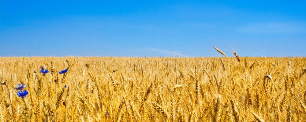 Спасти мир от голода.