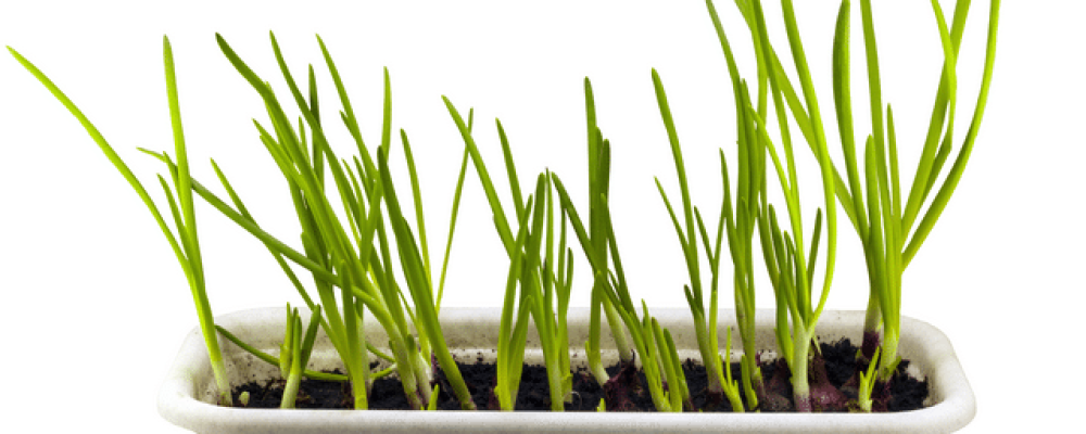 Выращиваем зелёный лук