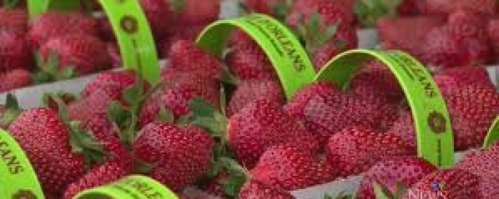 КЛУБНИКА ИЗ КВЕБЕКА.