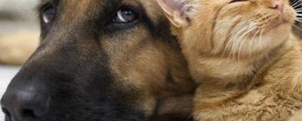 ЖИЛЬЁ И ДОМАШНИЕ ЖИВОТНЫЕ: ваши права и обязанности