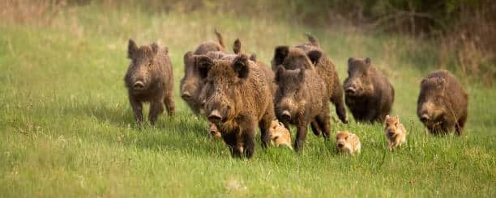 Суперсвиньи из Канады.