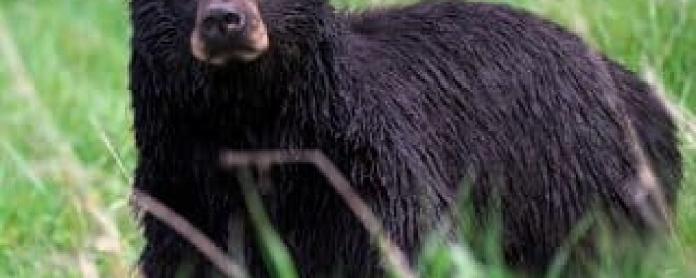 МЕДВЕДИ ВЫХОДЯТ ИЗ СПЯЧКИ РАНЬШЕ ОБЫЧНОГО.