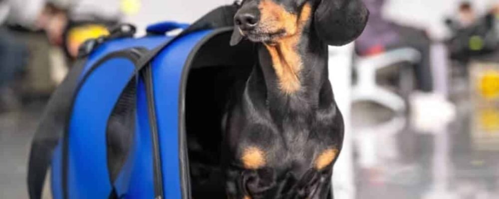 Путешествие с собакой в США