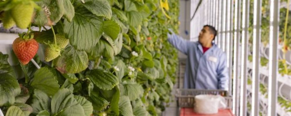 Продовольственная автономия Квебека — мечта или реальность?