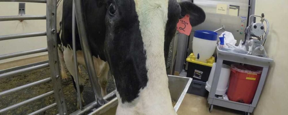 ПТАШИНИЙ ГРИП В КАНАДІ.