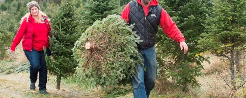 В лесу родилась ёлочка