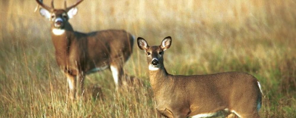 Олени и ковид.