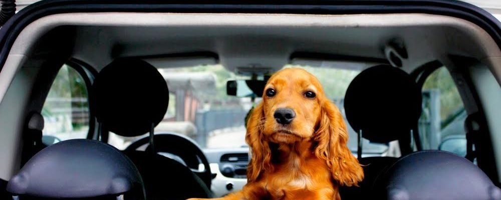 ЦУЦЕНЯТАМ НЕ МОЖНА.