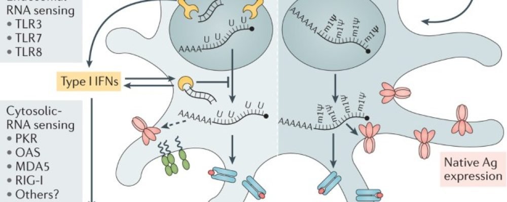 Деньги на вакцину