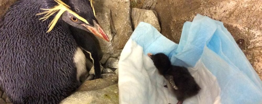 С пополнением!