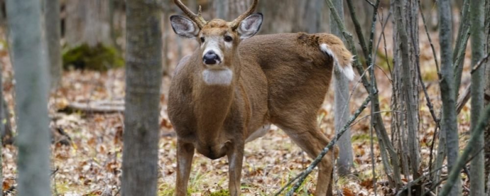 Спасение белых оленей
