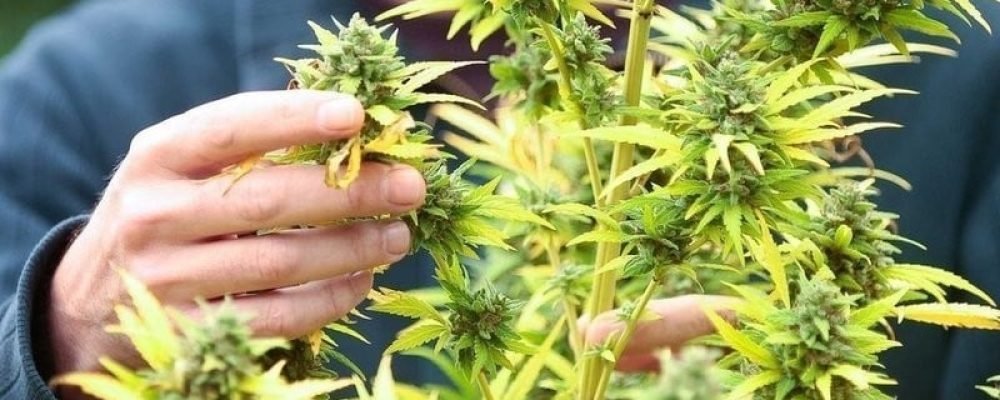 Культивирование Канабиса в домашних условиях