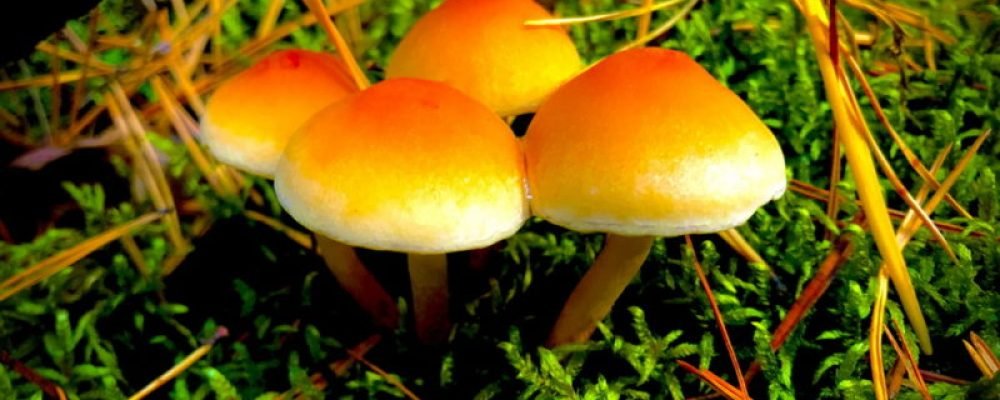 Добавь цвета