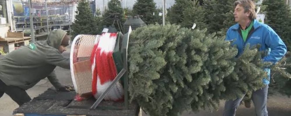 Ёлочка, гори!