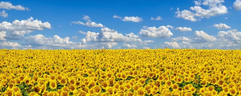 Ситуация отчаянная.