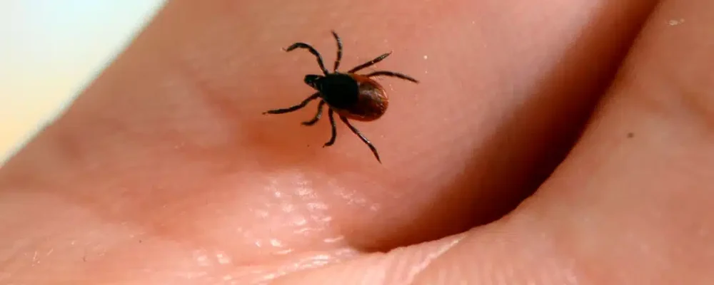 ОСТОРОЖНО — КЛЕЩИ!