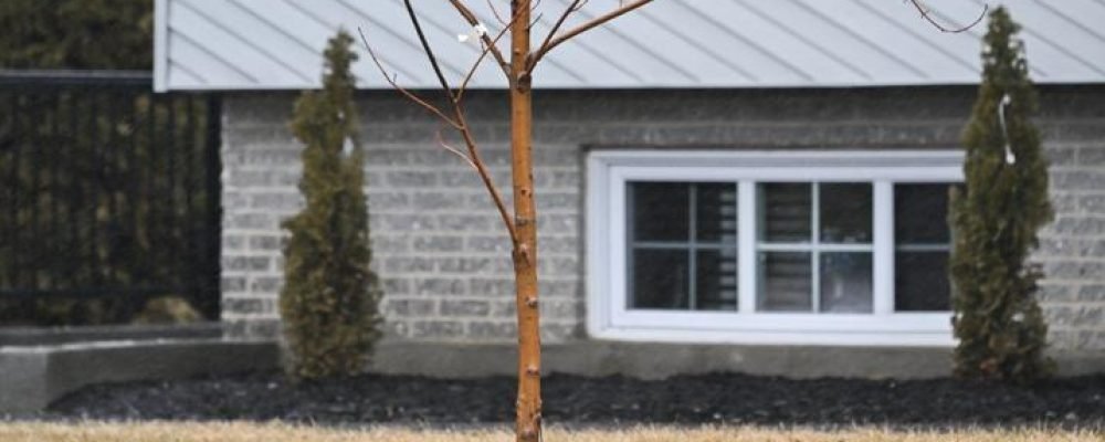 САЖАЙ ИЛИ ПЛАТИ.